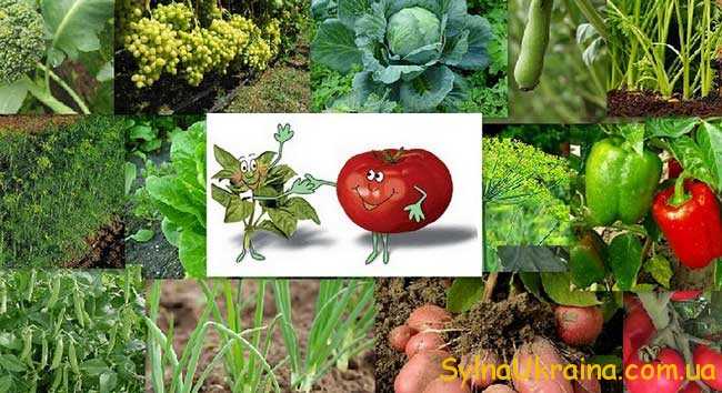 Можна висаджувати різні овочеві культури