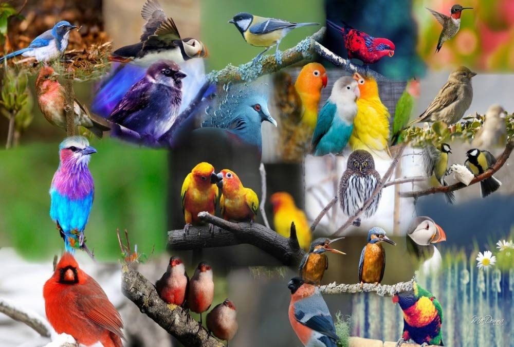 Міжнародний День птахів у 2023 році – суть свята