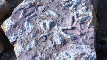 У Мазовії виявили «скарбницю» слідів динозаврів.  «Ви можете прочитати їхню поведінку та звички»