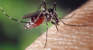 Вірус Зіка може викликати нову пандемію. Вчені: Досить невеликої мутації Вірус Зіка може викликати нову пандемію. Вчені: Досить невеликої мутації