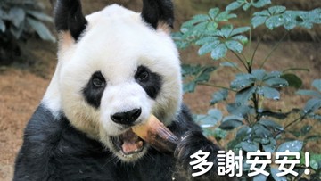 Найстаріша панда в світі померла 