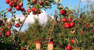 Как вырастить яблоки без червоточин — три проверенных правила