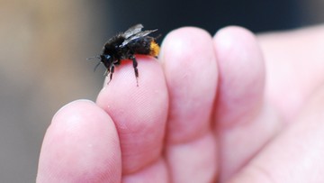 Вони завдавали бджолам болю, щоб перевірити, чи... вони відчувають біль