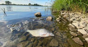 Екологічна катастрофа на річці Одер. Поліція запустила спеціальну гарячу лінію Екологічна катастрофа на річці Одер. Поліція запустила спеціальну гарячу лінію