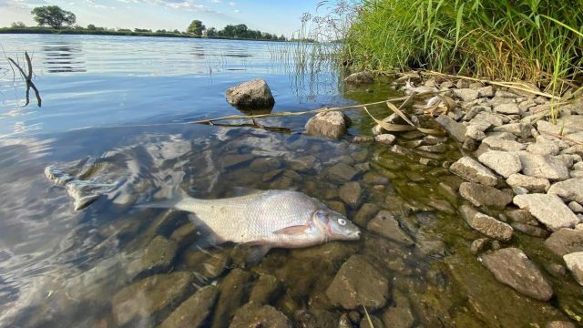 Екологічна катастрофа на річці Одер.  Поліція запустила спеціальну гарячу лінію