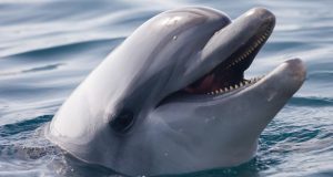 Японія Напад дельфінів на плавців. Один із них потрапив до лікарні Японія Напад дельфінів на плавців. Один із них потрапив до лікарні