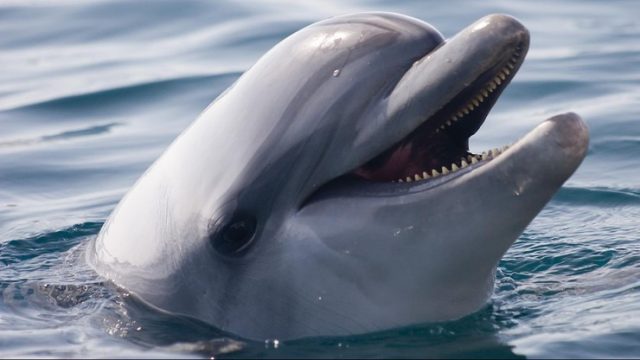 Японія  Напад дельфінів на плавців.  Один із них потрапив до лікарні
