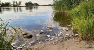 Кором отруєні, мертва риба. Міністр Анна Москва про результати дослідження: ртуть і важкі метали були виключені Календар екологічної катастрофи на річці Одер