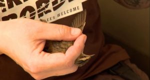 Семянувка. Розпочинається акція кільцювання птахів. Навіть 10 тисяч. екземплярів під опікою орнітологів Семянувка. Розпочинається акція кільцювання птахів. Навіть 10 тисяч. екземплярів під опікою орнітологів