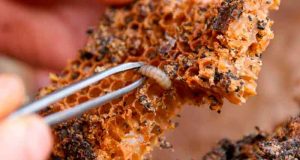 Польза и вред восковой моли