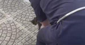 Італія Інстинкт казана, пудель-янгол і червона доріжка. Політики в соцмережах Джорджія Мелоні зі своїм котом