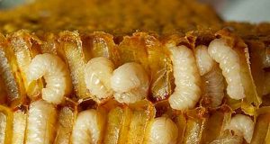 Польза гомогената трутневых личинок для мужчин