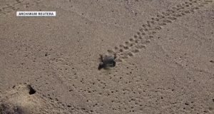 За останні 30 років загинуло більше мільйона морських черепах. Шляхом незаконного полювання Морські черепахи