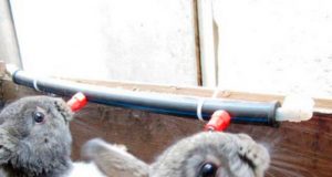 Поилки для кроликов: что учесть при выборе, как установить