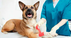 Артрит у собаки: как помочь домашнему питомцу