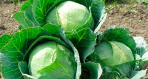 Как правильно выбрать семена капусты?
