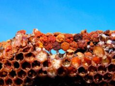 Корисні властивості та протипоказання бджолиної перги Корисні властивості та протипоказання бджолиної перги