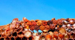 Корисні властивості та протипоказання бджолиної перги Корисні властивості та протипоказання бджолиної перги