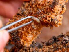 Користь та шкода воскової молі Користь та шкода воскової молі