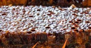 Перга в гранулах: як використовувати їх для зміцнення здоров’я та боротьби з хворобами Перга в гранулах: як використовувати їх для зміцнення здоров'я та боротьби з хворобами