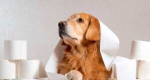 Як лікувати діарею у цуценят: корисні поради