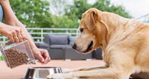 Сравнение Josera с другими брендами сухих кормов для собак