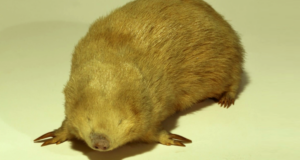 Золотий крот ще живий. Тварину не бачили майже 100 років Золотий крот ще живий. Тварину не бачили майже 100 років