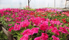 Когда сеять петунию на рассаду в 2024 году в Украине