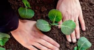 Как и когда сажать капусту на рассаду в 2024 году в Украине