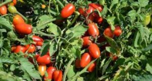 Когда сеять помидоры на рассаду в 2024 году в Украине