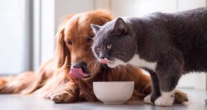 Классы кормов для кошек и собак