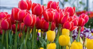 Когда будет выставка тюльпанов в Киеве в 2024 году