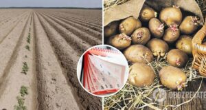 Когда сажать картофель в Украине в 2024 году? Лучшее время для посадки