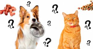 Преимущества сухих кормов для кошек и собак