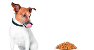 Какой выбрать корм для собак недорогой и качественный
