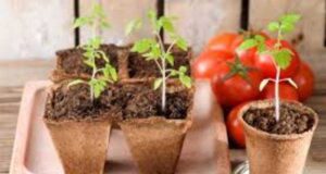 Коли садити розсаду помідор у 2024 році в Україні. Коли садити розсаду помідор у 2024 році в Україні.