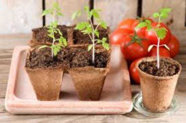 Коли садити розсаду помідор у 2024 році в Україні.
