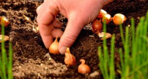 Коли садити цибулю навесні 2024 року в Україні Коли садити цибулю навесні 2024 року в Україні