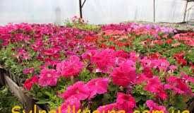 Коли сіяти петунію на розсаду 2024 року в Україні Коли сіяти петунію на розсаду 2024 року в Україні