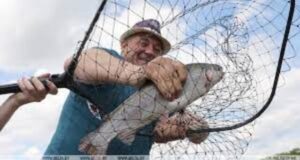 Мінімальні розміри риби дозволені для вилову 2024 Мінімальні розміри риби дозволені для вилову 2024