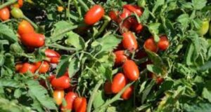 Коли сіяти помідори на розсаду 2024 року в Україні коли сіяти помідори на розсаду 2024 року в Україні