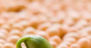 Чим обробити насіння сої перед посівом?