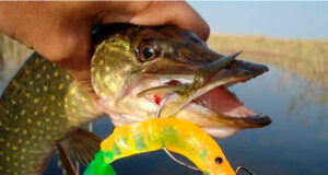 Виброхвост в рыбалке: применение и эффективность