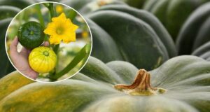 Вчені створили новий овоч. Як огірок і кабачок в одному Вчені створили новий овоч. Як огірок і кабачок в одному