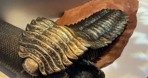 Проривне відкриття вчених. Йдеться про гігантського членистоногого Проривне відкриття вчених. Йдеться про гігантського членистоногого