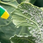 Обприскування капусти від білокрилки на ураженому листі